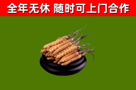 光山烟酒回收冬虫夏草.jpg